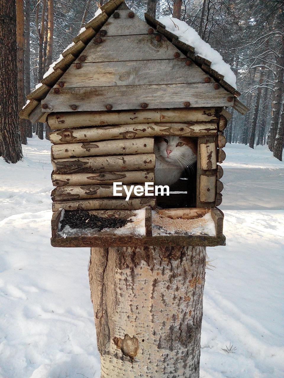 Portrait of cat in birdhouse on snowcapped field during winter