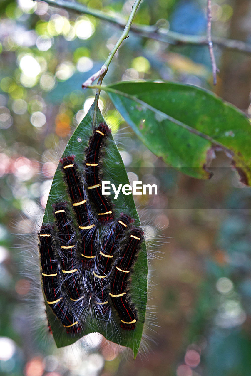 Close-up of caterpillars on leaf