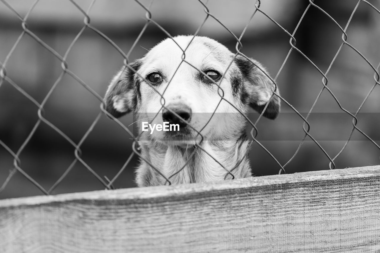 PORTRAIT OF A DOG WITH FENCE