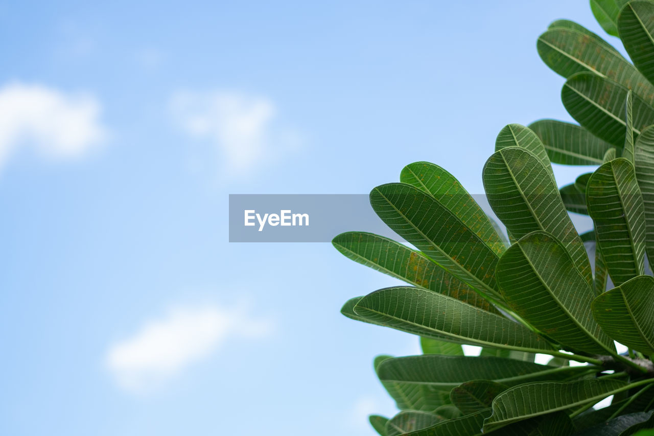 Low angle view of plant against sky