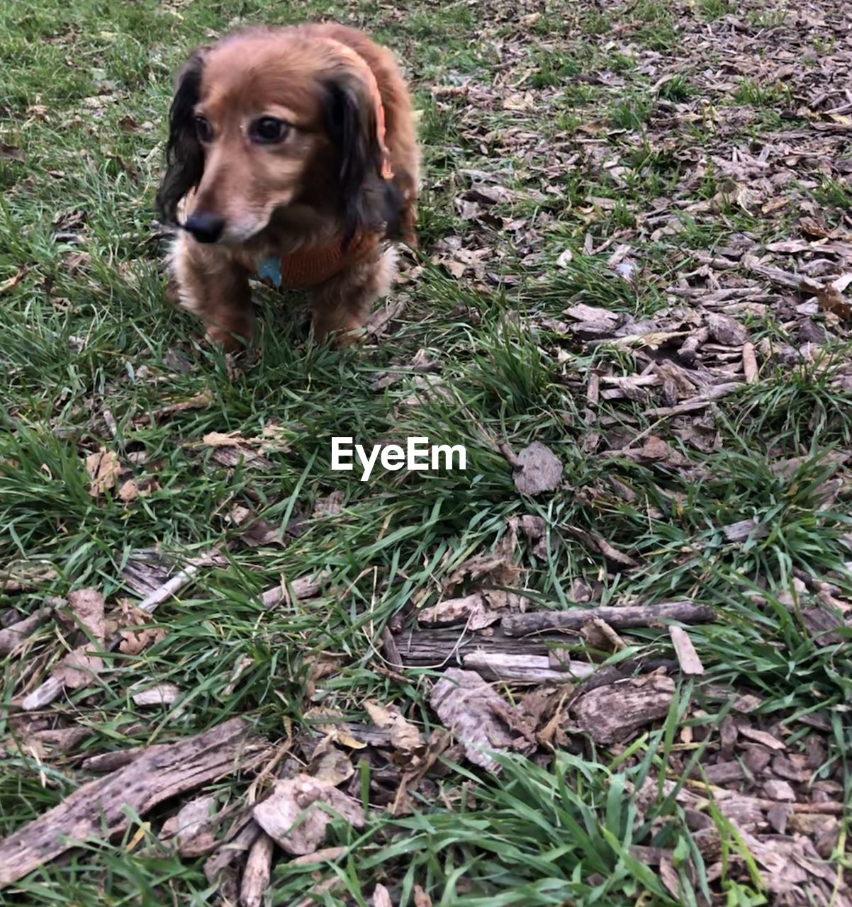 PORTRAIT OF DOG LYING ON FIELD