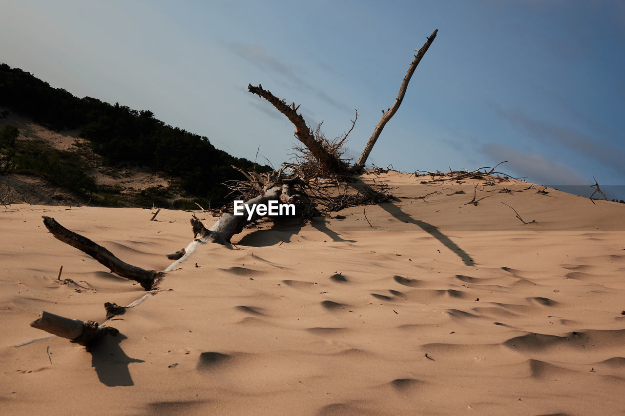 DEAD TREE ON SAND AT DESERT