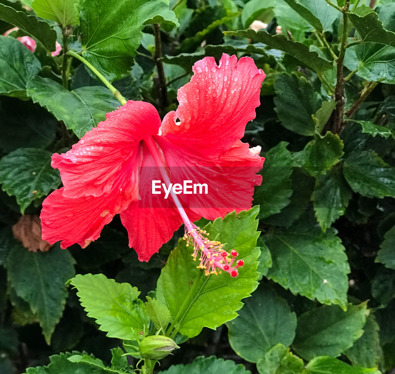 CLOSE-UP OF RED HIBISCUS BLOOMING IN PLANT