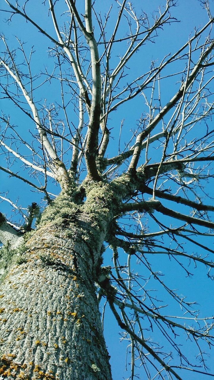 LOW ANGLE VIEW OF BRANCHES AGAINST BLUE SKY