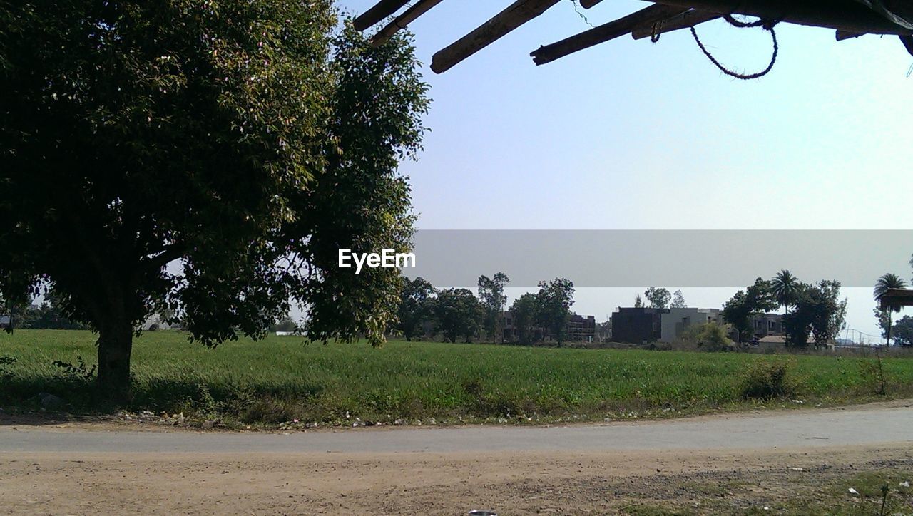 Trees on field against clear sky