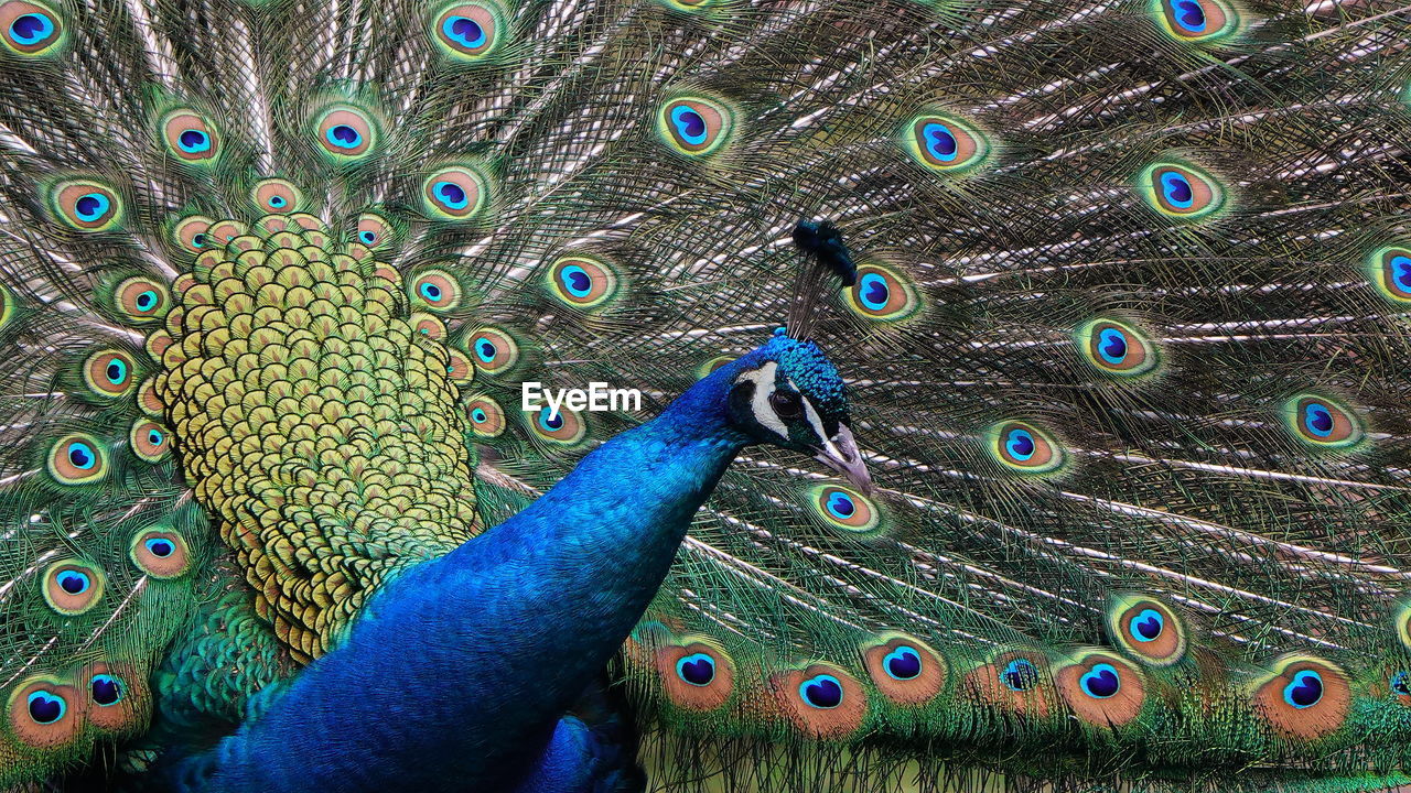 Close-up of peacock