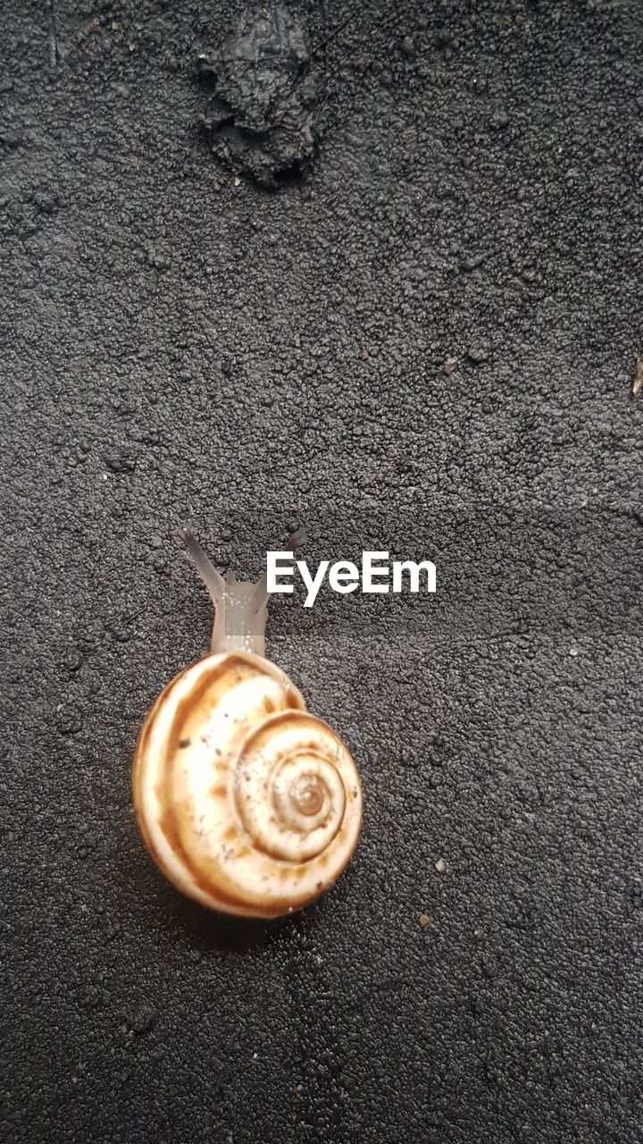 HIGH ANGLE VIEW OF SNAIL