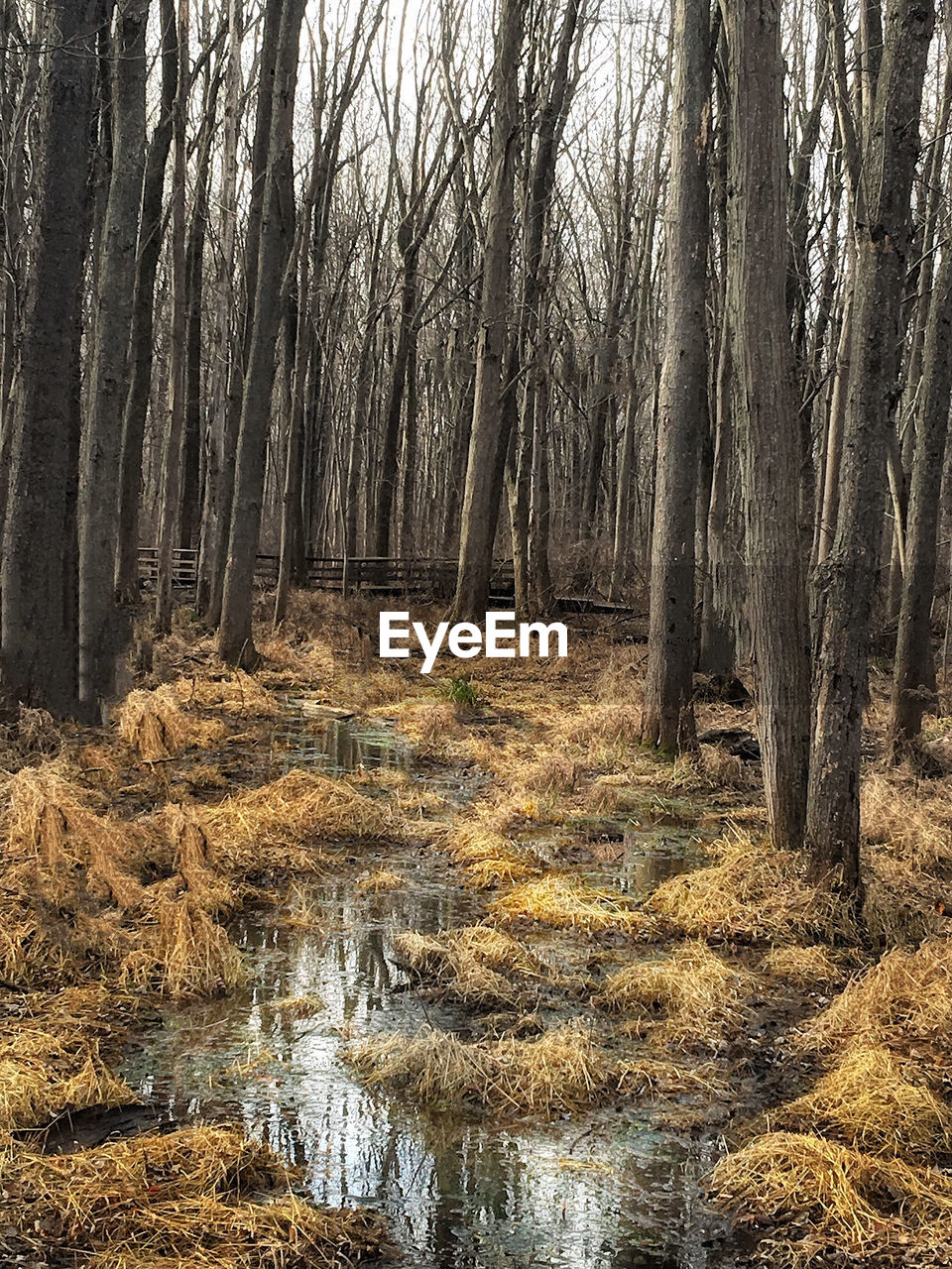 Bare trees on wet grassy field