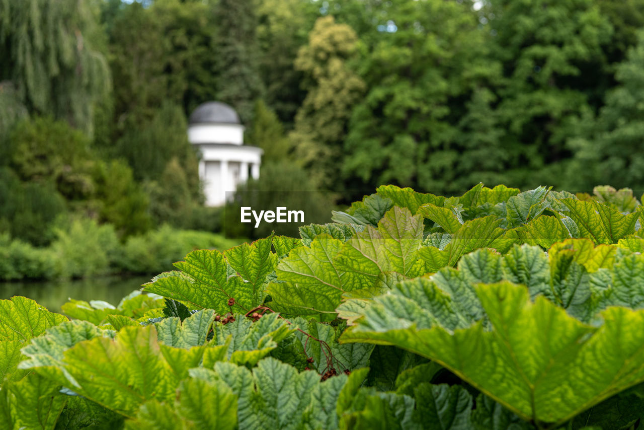 Close-up of fresh green leaves in garden