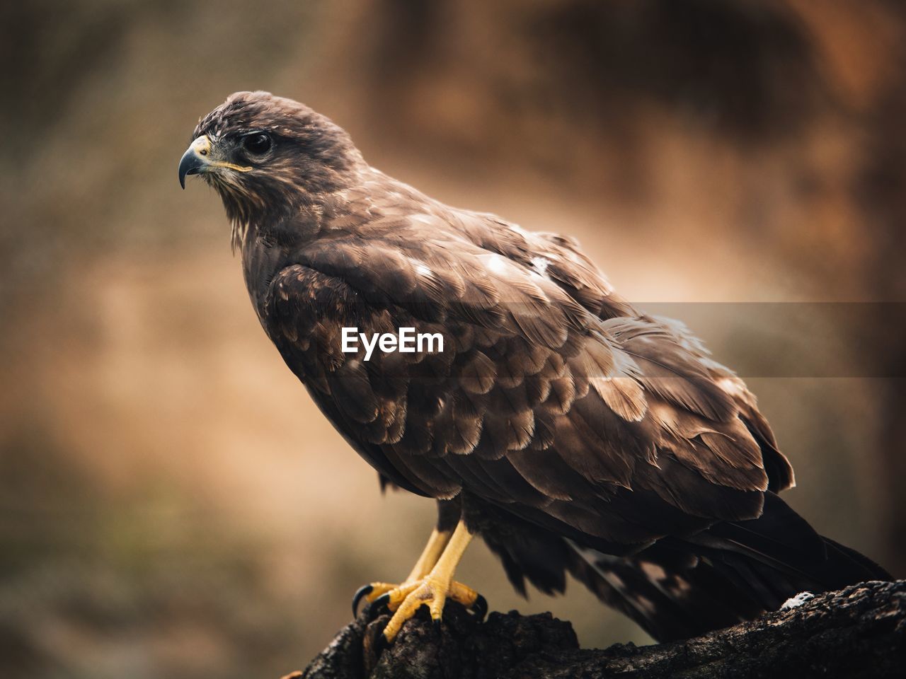 Close-up of bird perching outdoors