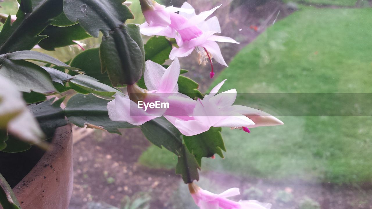 CLOSE-UP OF PINK FLOWERS BLOOMING