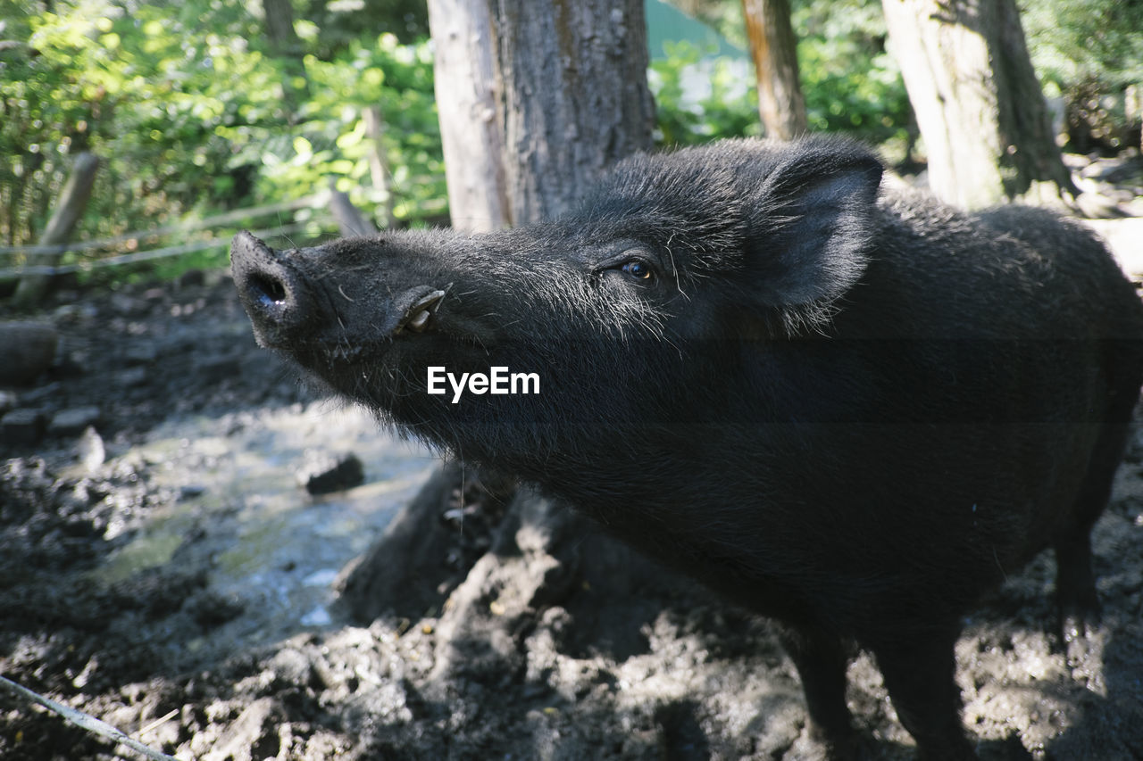 Wild boar standing at forest