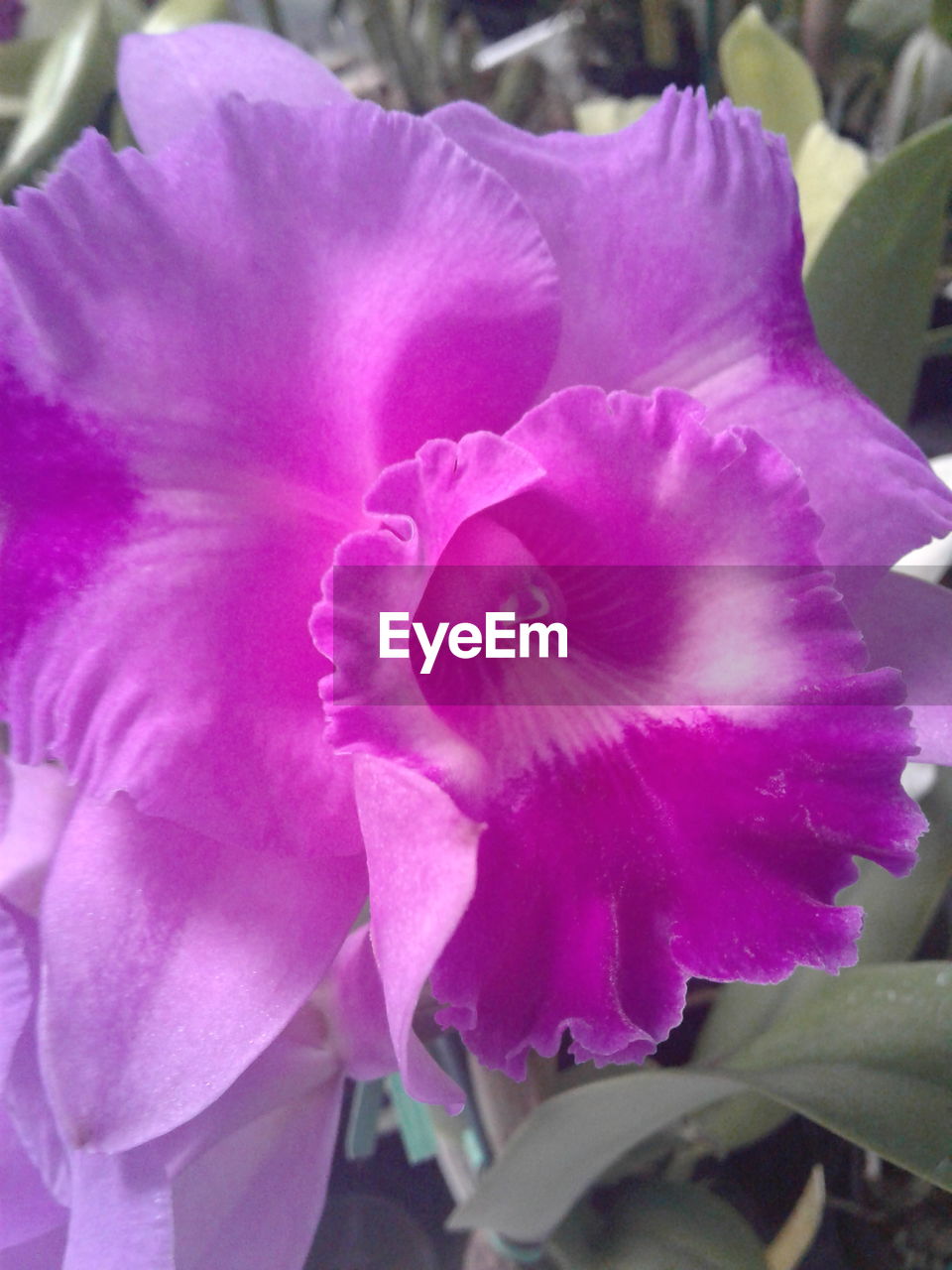 CLOSE-UP OF PURPLE FLOWER BLOOMING