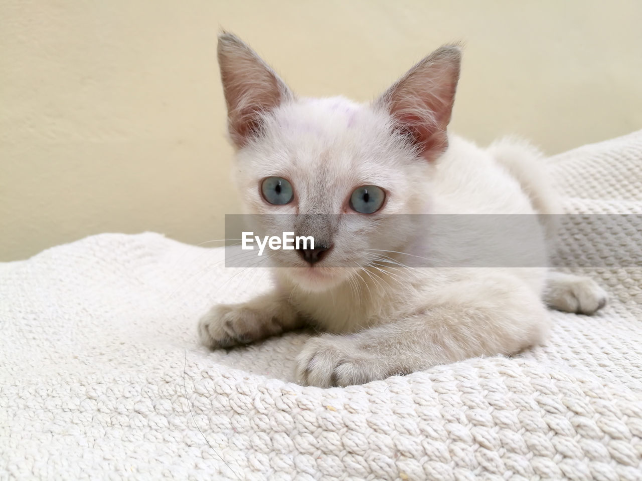 CLOSE-UP PORTRAIT OF WHITE KITTEN LYING ON BED