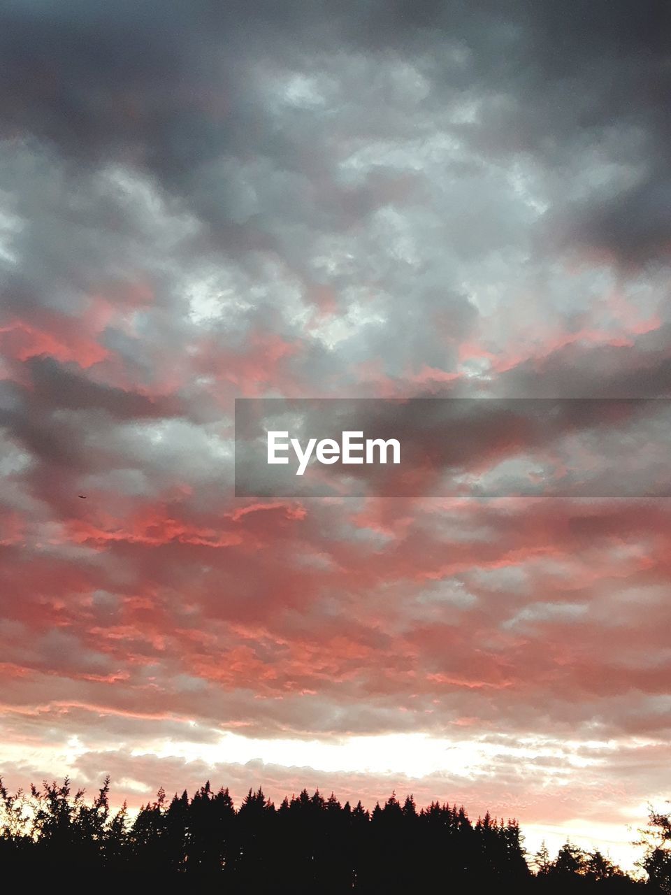 LOW ANGLE VIEW OF SILHOUETTE TREES AGAINST DRAMATIC SKY DURING SUNSET