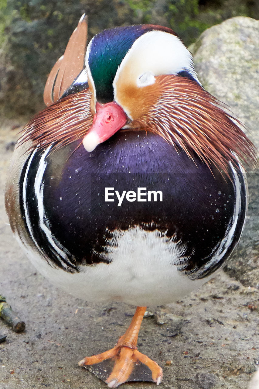 CLOSE-UP OF BIRD