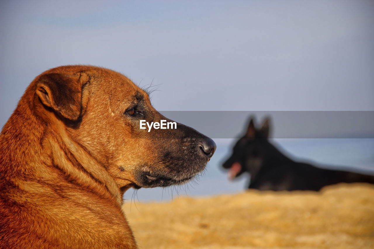 animal themes, animal, dog, mammal, pet, one animal, domestic animals, canine, close-up, side view, puppy, no people, animal body part, sky, beach, looking, nature, profile view, focus on foreground, day, outdoors, brown