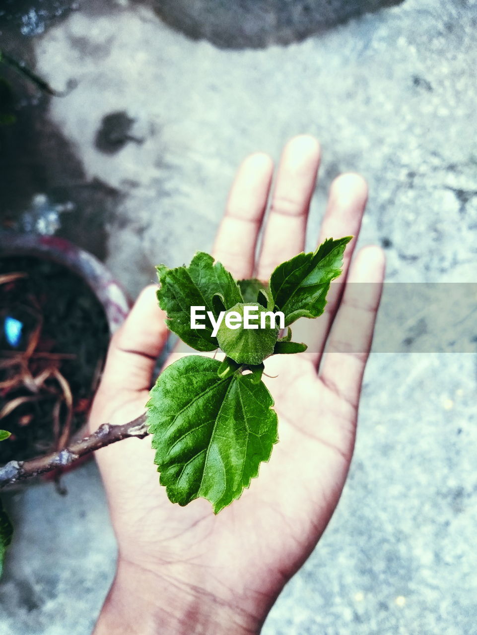 Close-up of hand holding leaves