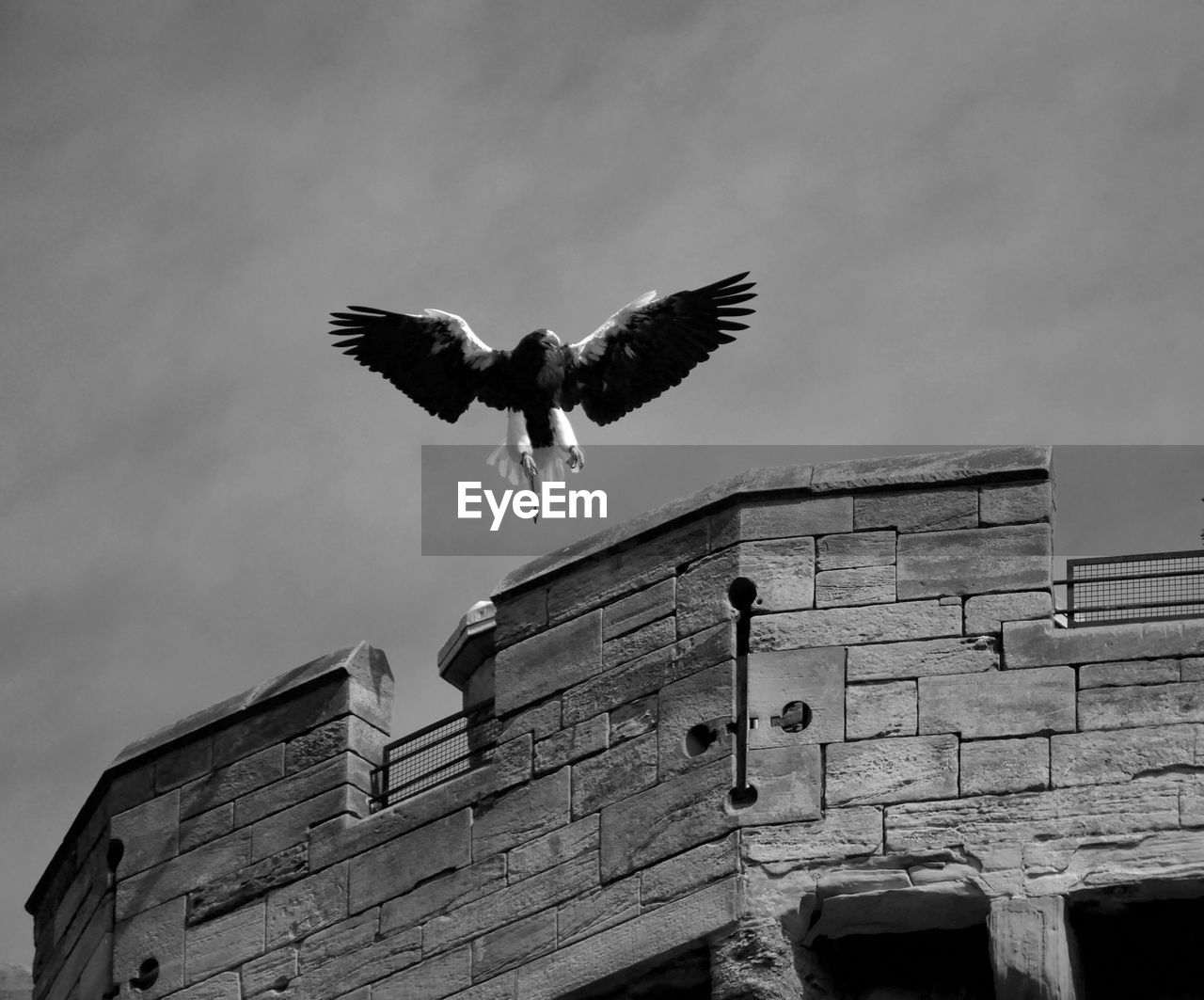 Low angle view of eagle flying against sky