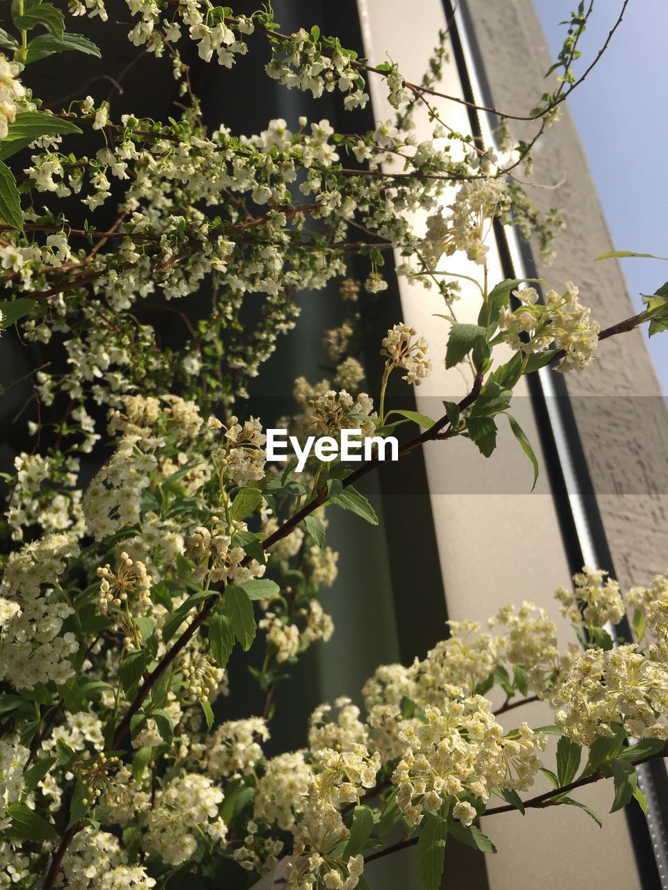 LOW ANGLE VIEW OF FLOWERS ON TREE