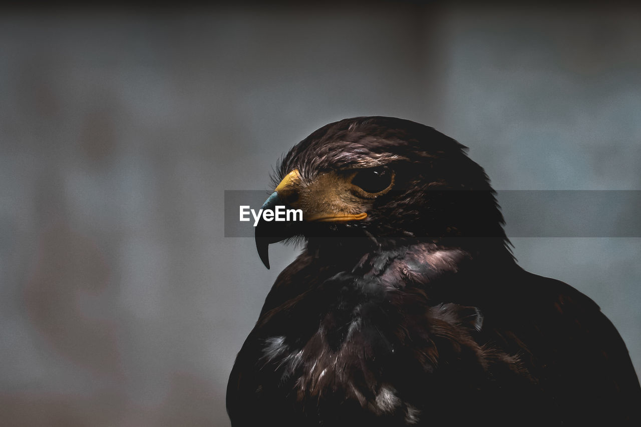 animal themes, animal, bird, one animal, beak, animal wildlife, wildlife, bird of prey, black, close-up, eagle, animal body part, no people, darkness, falcon
