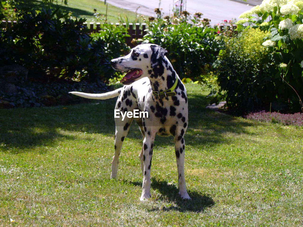 DOG STANDING IN A FIELD