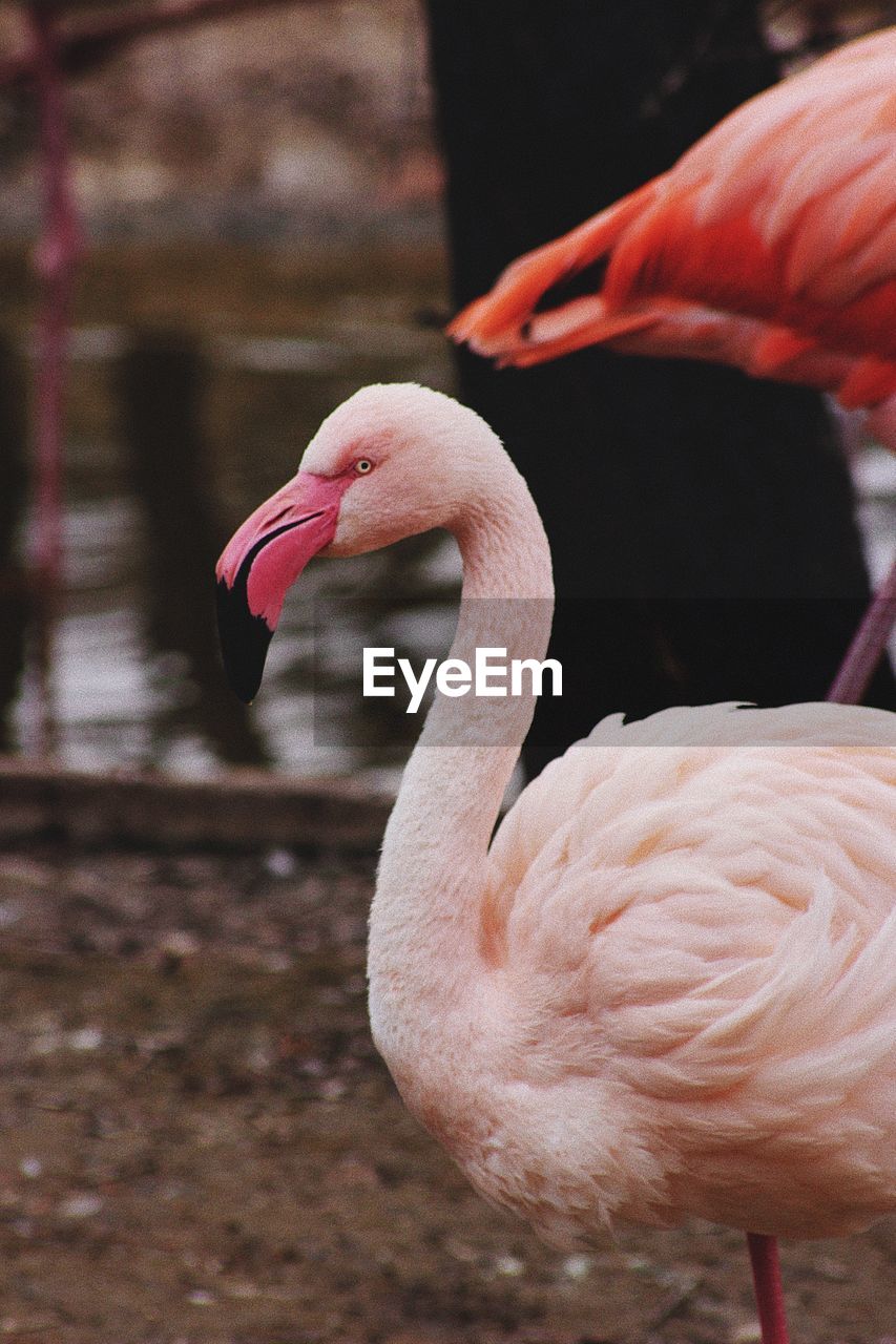 Close-up of bird