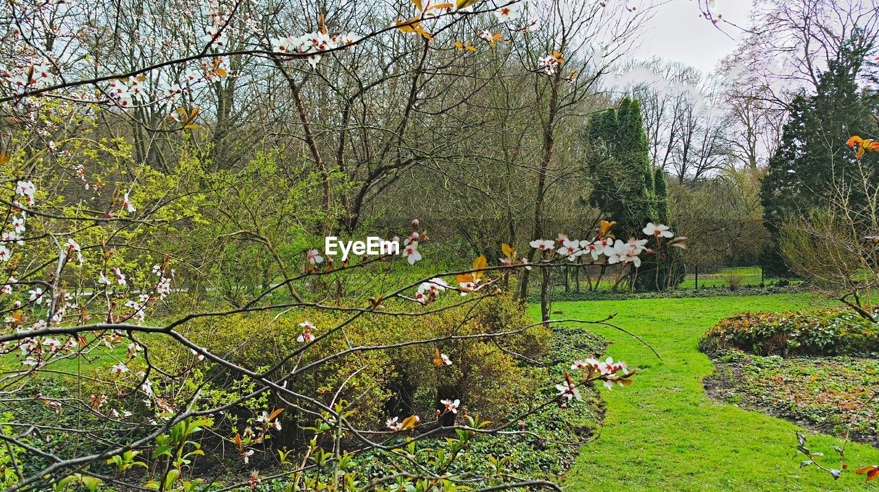 Trees on countryside landscape