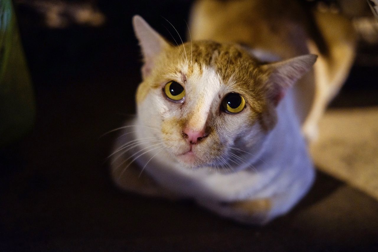 CLOSE-UP PORTRAIT OF TABBY