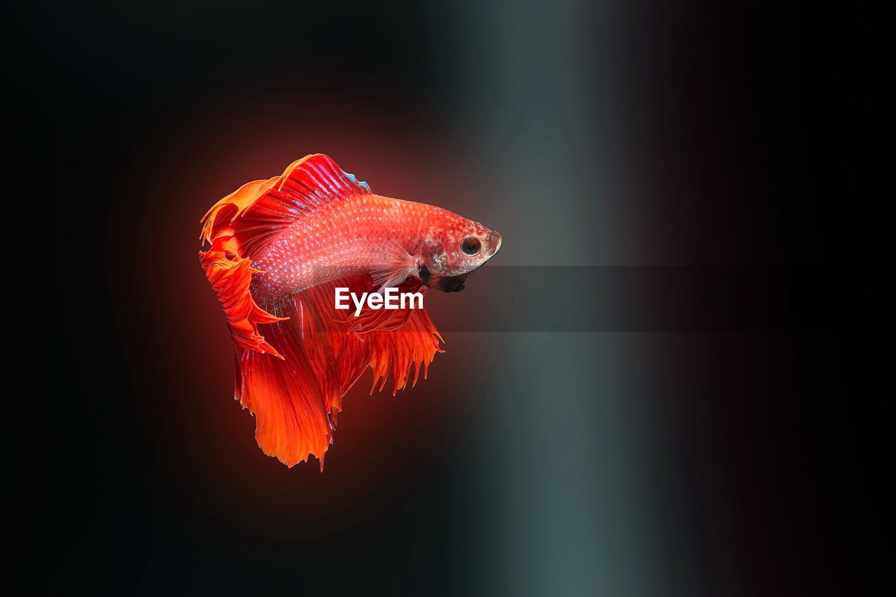 Siamese fighting fish,betta splendens,red fish on a black background, halfmoon betta,