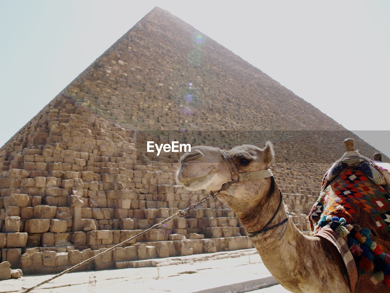 Low angle view of camel 