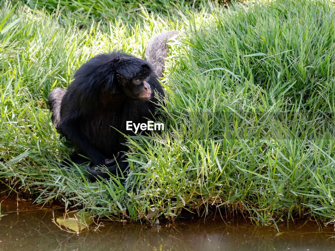 MONKEY SITTING ON GRASS