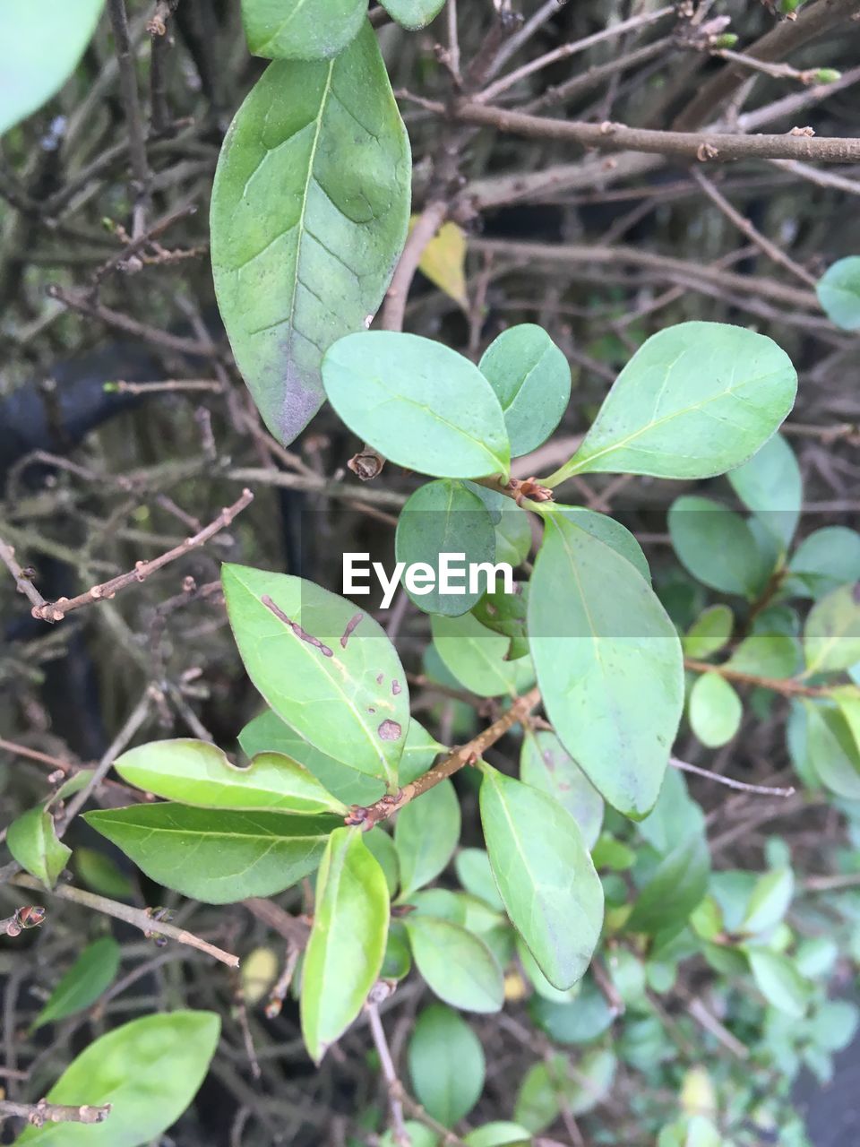 CLOSE-UP OF GREEN LEAVES