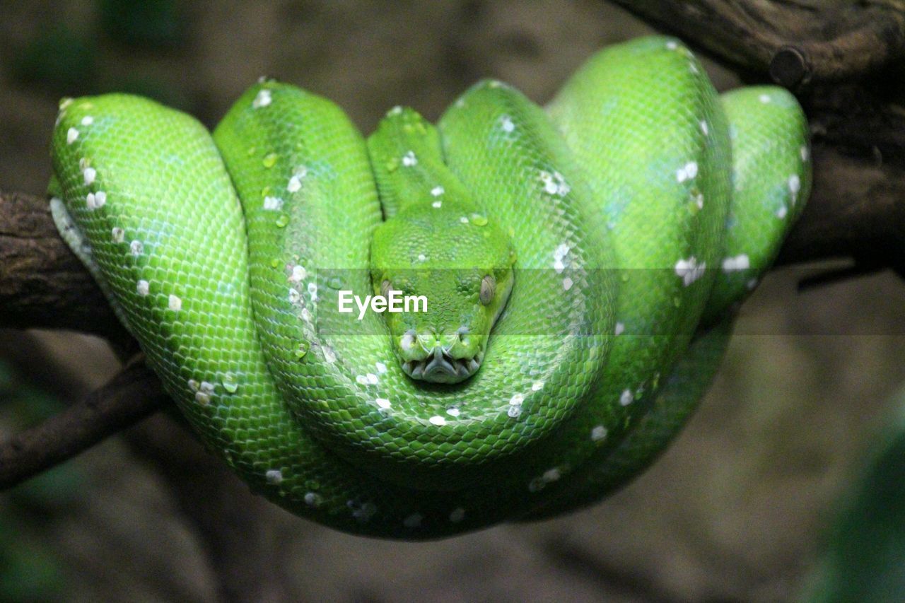 Green tree python curled up on branch at tierpark