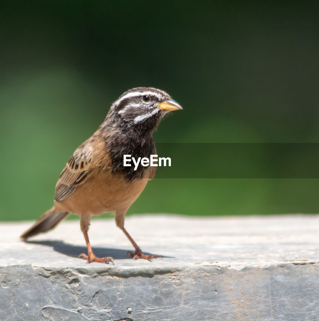 Close-up of bird perching on retaining wall