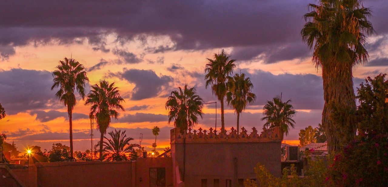 View of palm trees at dusk