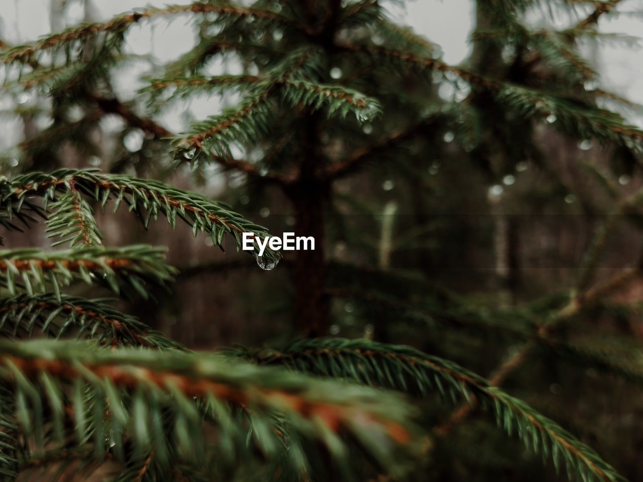 Close-up of pine tree branch