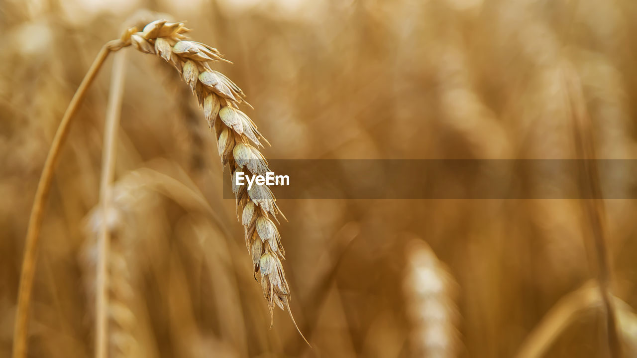 close-up of wheat growing in farm