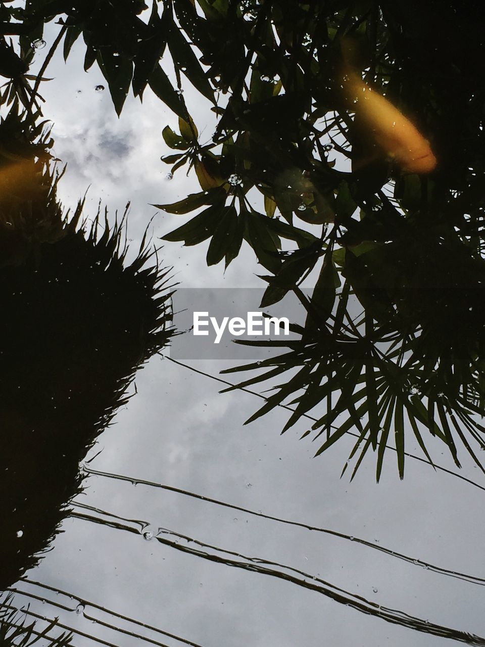 Low angle view of silhouette tree against cloudy sky