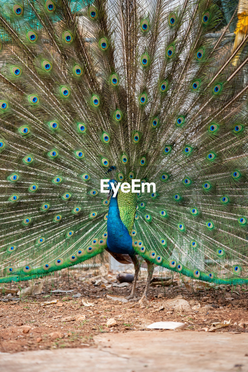 VIEW OF PEACOCK ON THE LAND
