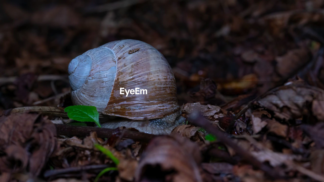 nature, animal wildlife, close-up, animal, animal themes, land, macro photography, wildlife, snail, leaf, no people, forest, plant part, one animal, plant, shell, outdoors, mollusk, tree, selective focus, animal shell, snails and slugs, day, gastropod, environment