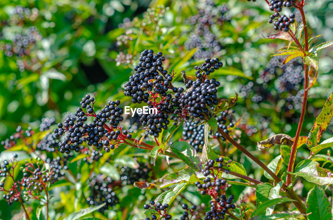 Black elderberry in field. pest-damaged leaves. problems of gardening.