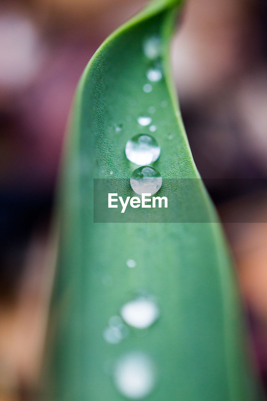 CLOSE-UP OF WATER DROPS ON GREEN LEAF
