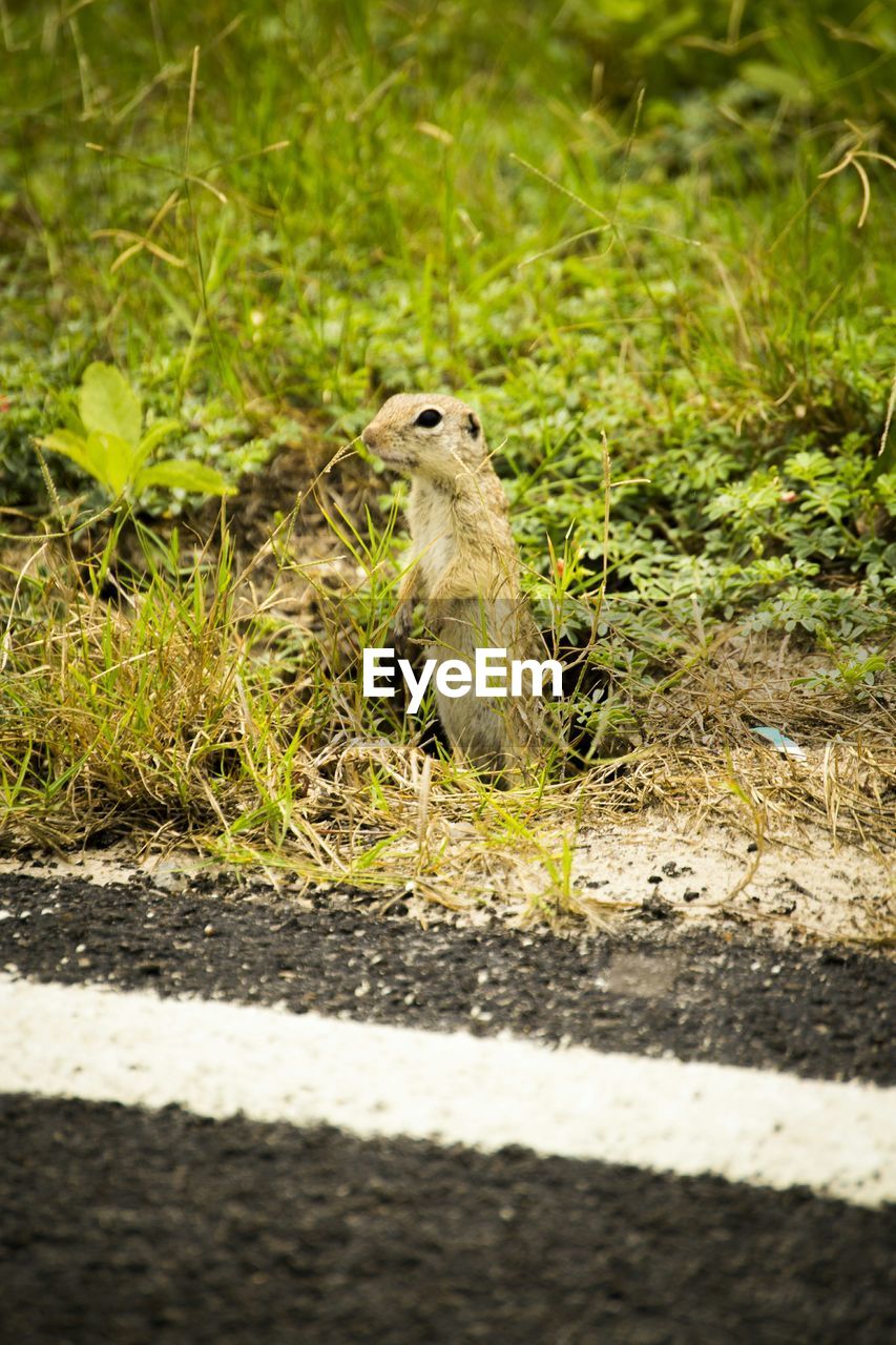 Ground squirrel standing by road marking