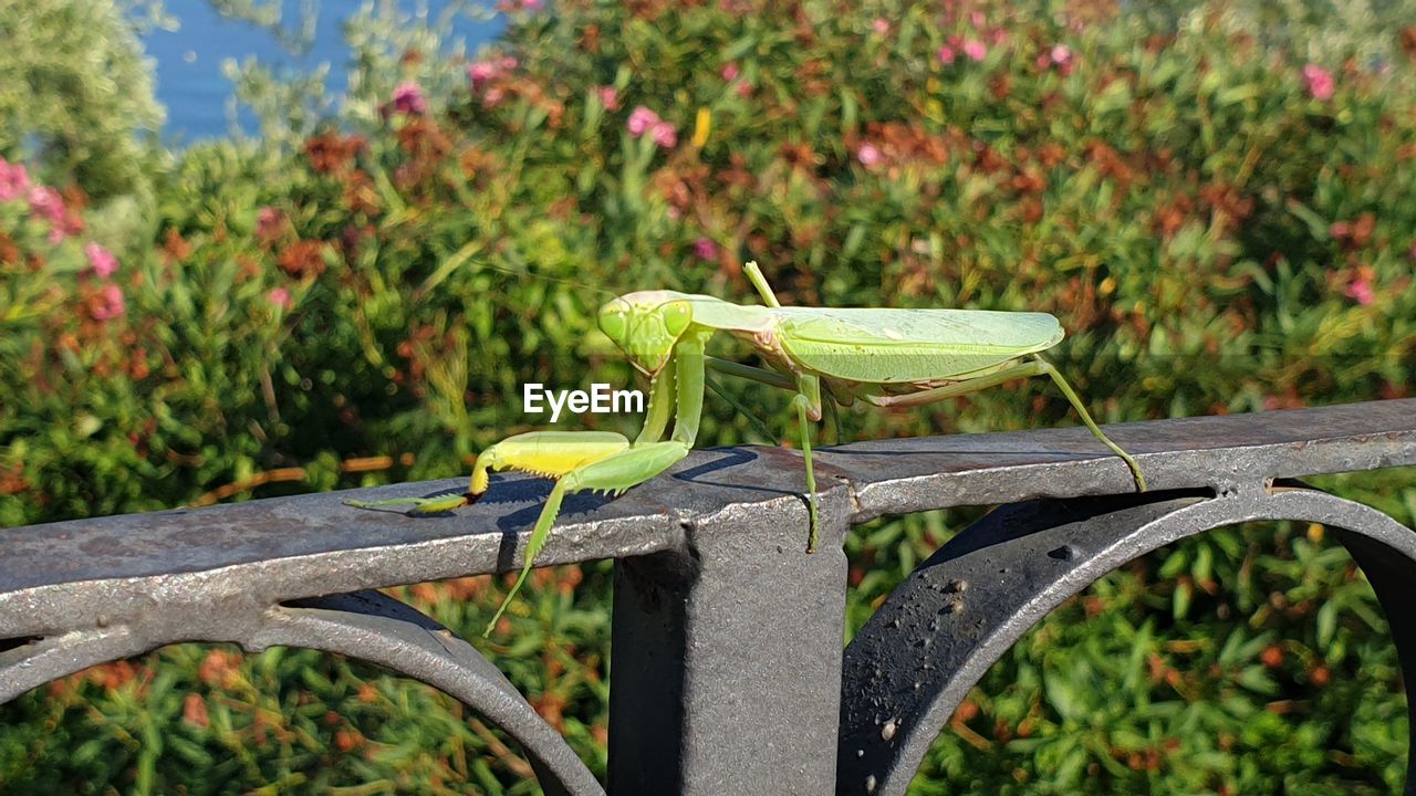 CLOSE-UP OF GREEN INSECT ON RAILING