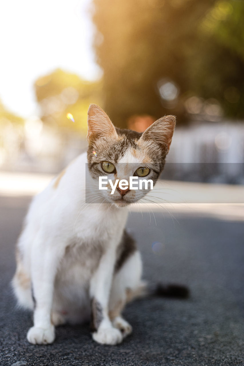 Cat with bokeh backgrounds, cute pet, eyes looking