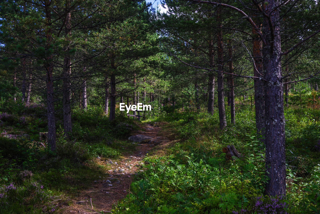 TREES GROWING IN FOREST