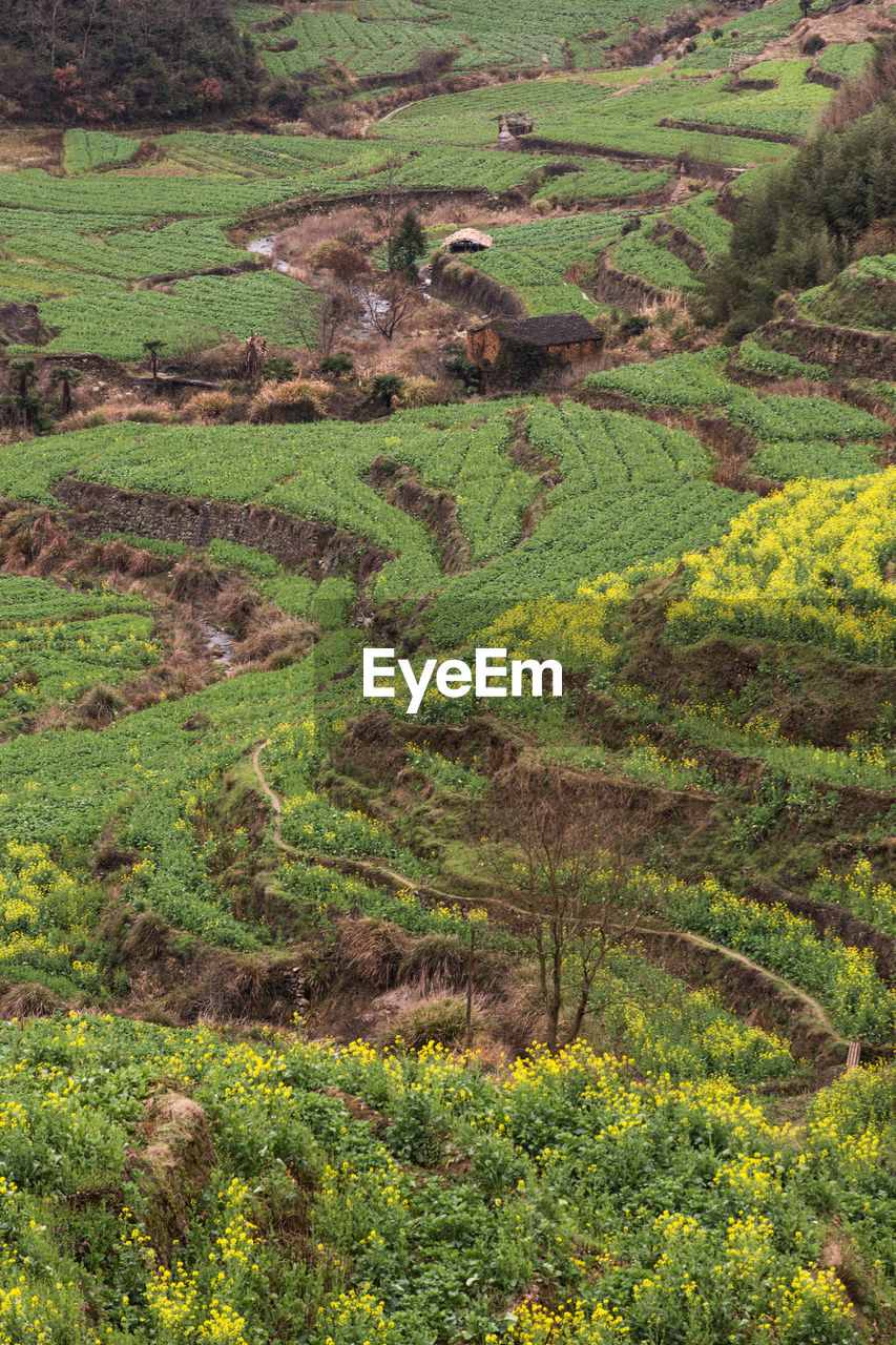 High angle view of agricultural field