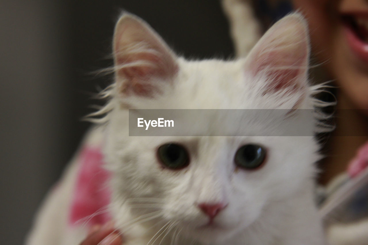 CLOSE-UP OF CAT