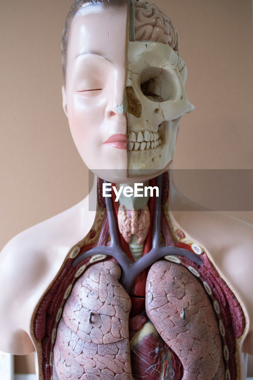 Close-up of anatomy